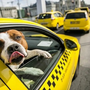 Перевозка животных в такси - что надо знать