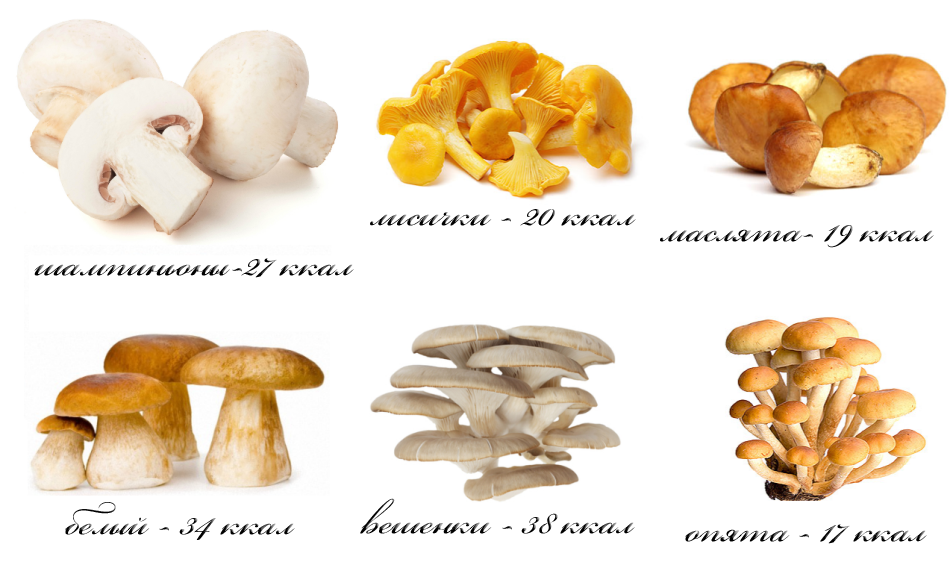 Есть ли в грибах питательные вещества?